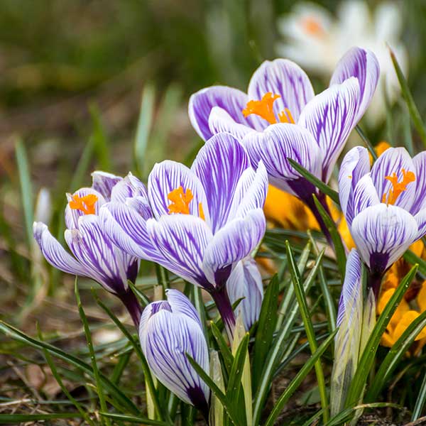 Violett-weiß gestreifte Krokusse mit leuchtend orangefarbener Mitte auf einer Wiese.